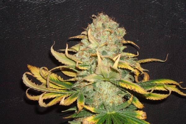 Ice (Royal Queen Seeds) femminizzata