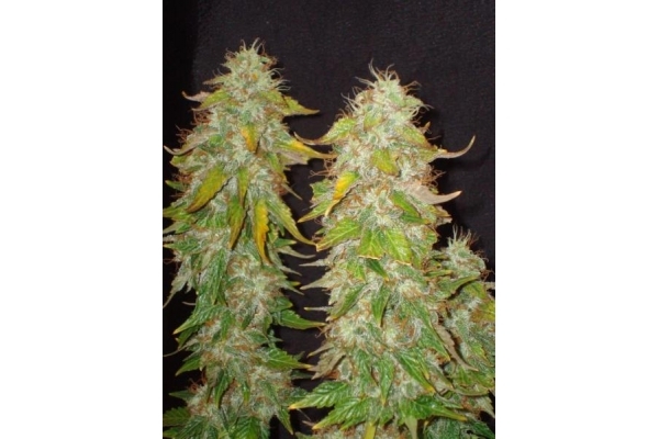 Ice (Royal Queen Seeds) femminizzata