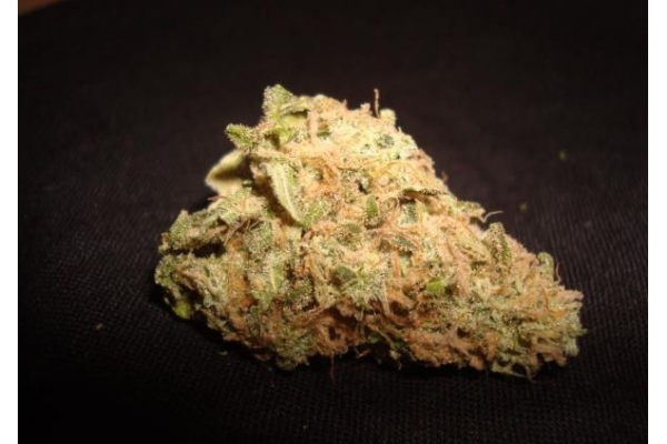 Ice (Royal Queen Seeds) femminizzata