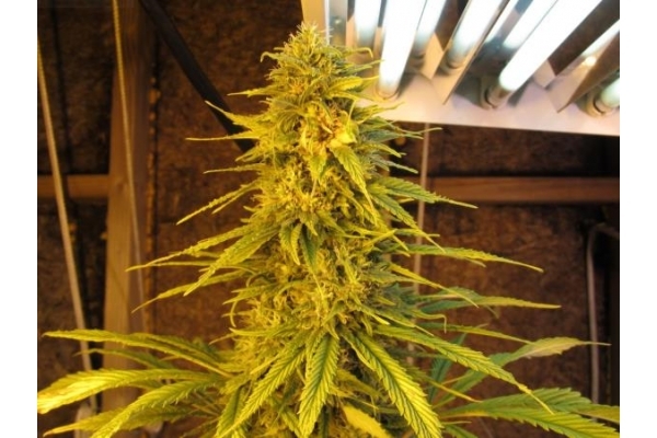 Ice (Royal Queen Seeds) femminizzata