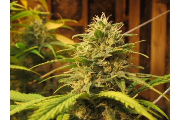 Ice (Royal Queen Seeds) femminizzata
