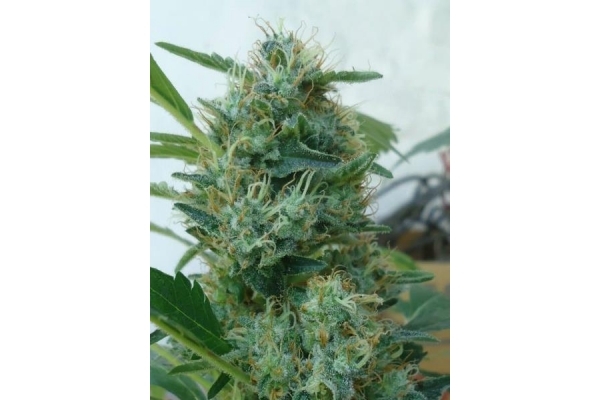 Fruit Spirit (Royal Queen Seeds) femminizzata Fruit Spirit (Royal Queen Seeds) femminizzata