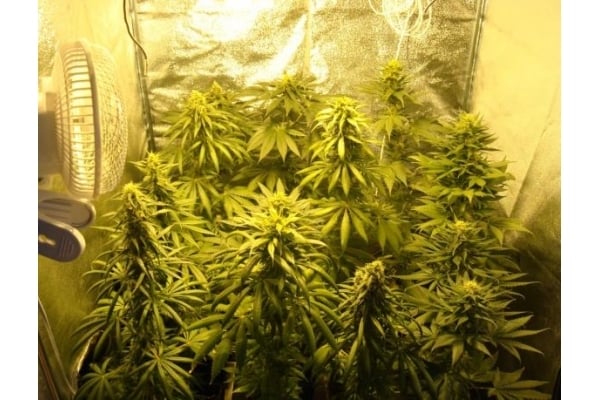 Fruit Spirit (Royal Queen Seeds) femminizzata