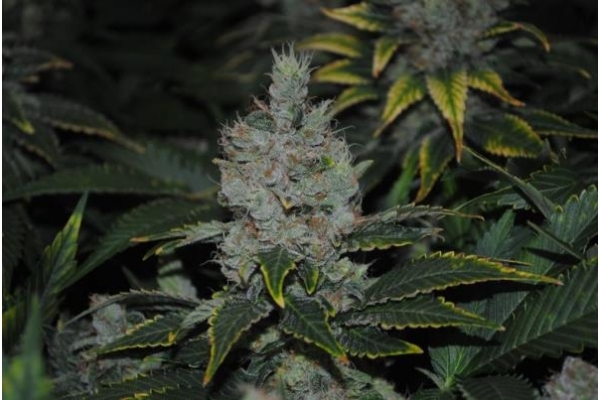 Fruit Spirit (Royal Queen Seeds) femminizzata
