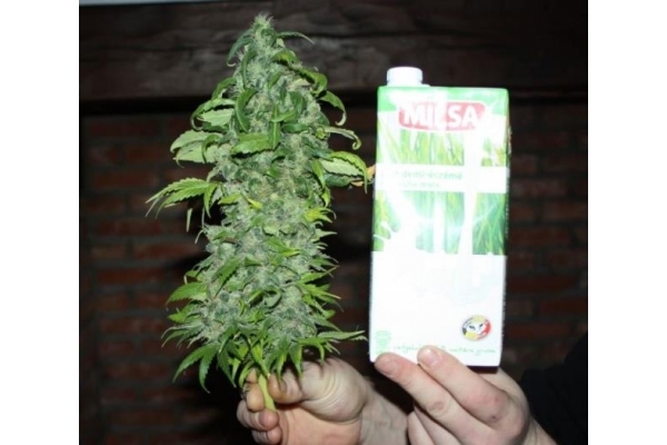 Fruit Spirit (Royal Queen Seeds) femminizzata