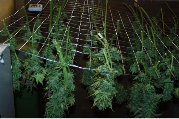 Fruit Spirit (Royal Queen Seeds) femminizzata