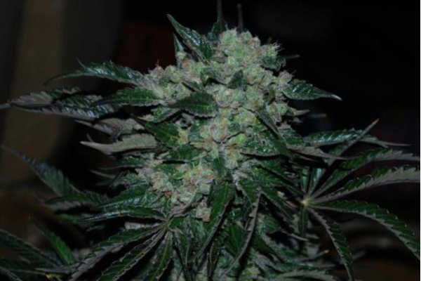 Power Flower (Royal Queen Seeds) femminizzata Power Flower (Royal Queen Seeds) femminizzata