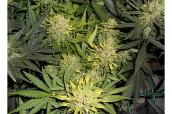 Power Flower (Royal Queen Seeds) femminizzata