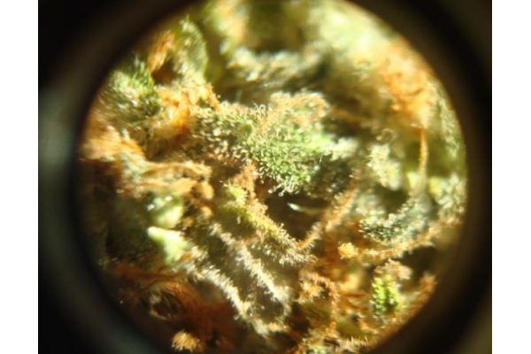 Power Flower (Royal Queen Seeds) femminizzata