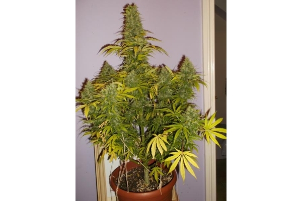 Shining Silver Haze (Royal Queen Seeds) femminizzata Shining Silver Haze (Royal Queen Seeds) femminizzata