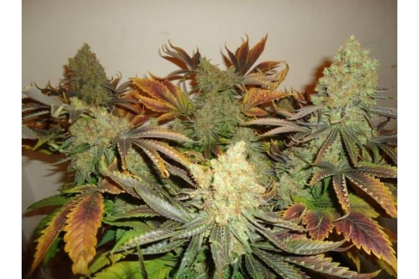 Shining Silver Haze (Royal Queen Seeds) femminizzata