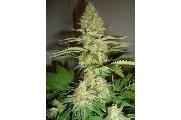 Shining Silver Haze (Royal Queen Seeds) femminizzata