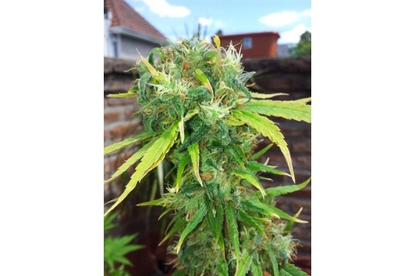 Shining Silver Haze (Royal Queen Seeds) femminizzata Shining Silver Haze (Royal Queen Seeds) femminizzata
