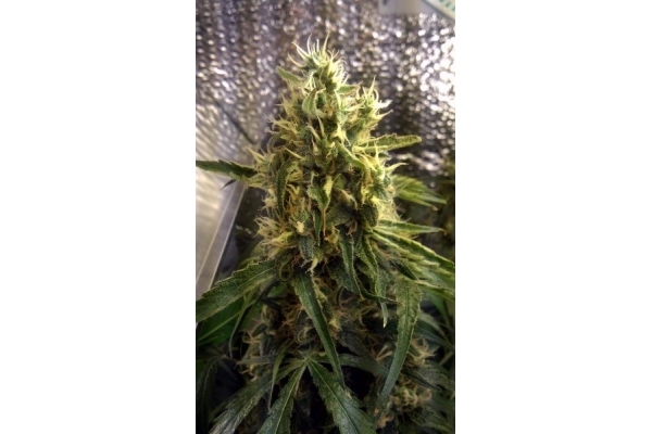 Shining Silver Haze (Royal Queen Seeds) femminizzata Shining Silver Haze (Royal Queen Seeds) femminizzata