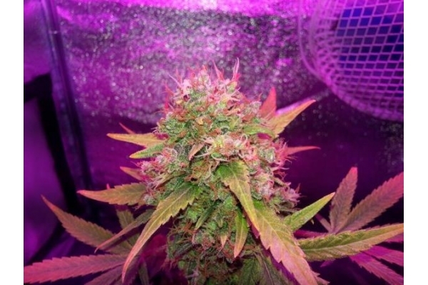 Shining Silver Haze (Royal Queen Seeds) femminizzata Shining Silver Haze (Royal Queen Seeds) femminizzata