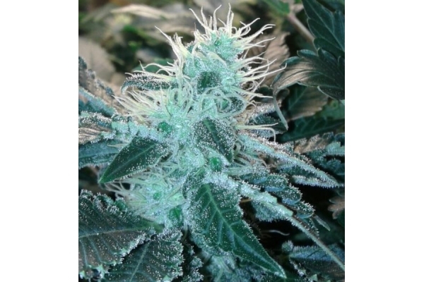 Blue Mystic (Royal Queen Seeds) femminizzata Blue Mystic (Royal Queen Seeds) femminizzata