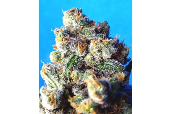 Blue Mystic (Royal Queen Seeds) femminizzata Blue Mystic (Royal Queen Seeds) femminizzata