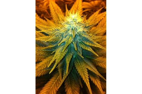 Blue Mystic (Royal Queen Seeds) femminizzata