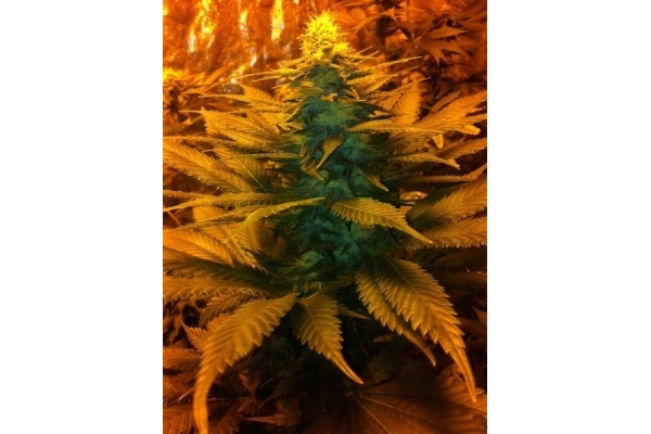 Blue Mystic (Royal Queen Seeds) femminizzata Blue Mystic (Royal Queen Seeds) femminizzata