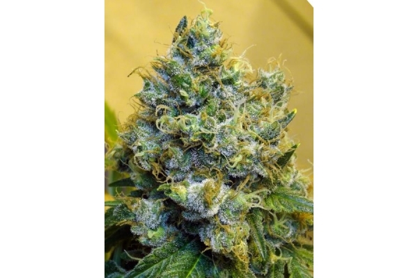 Blue Mystic (Royal Queen Seeds) femminizzata Blue Mystic (Royal Queen Seeds) femminizzata