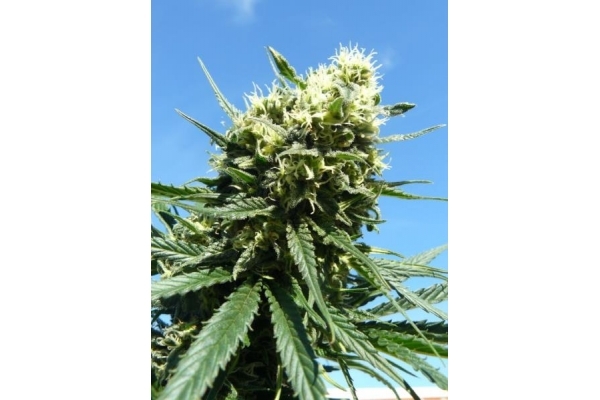 Northern Light (Royal Queen Seeds) femminizzata