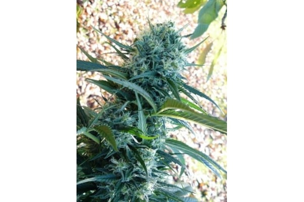 Northern Light (Royal Queen Seeds) femminizzata