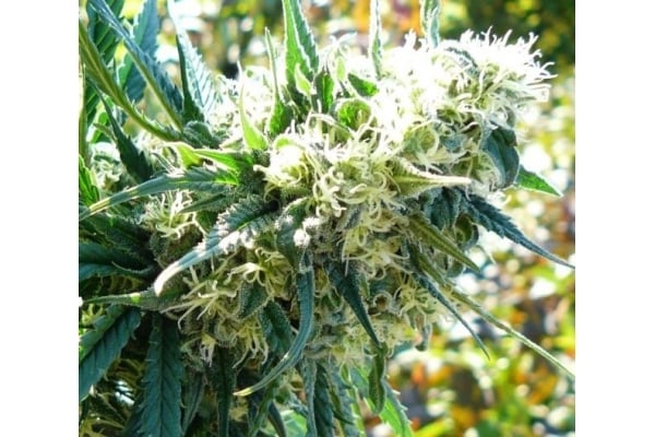 Northern Light (Royal Queen Seeds) femminizzata