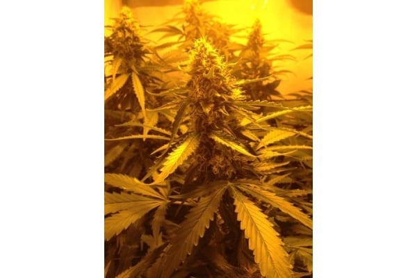 Northern Light (Royal Queen Seeds) femminizzata