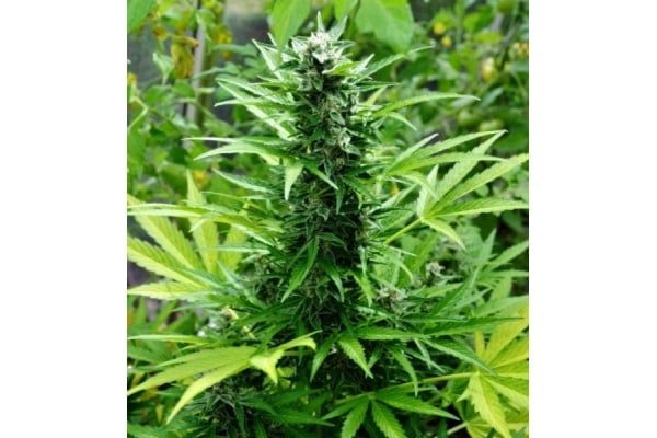 Northern Light (Royal Queen Seeds) femminizzata
