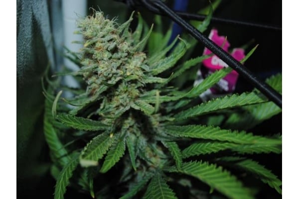 Critical (Royal Queen Seeds) femminizzata