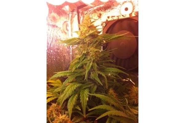Critical (Royal Queen Seeds) femminizzata