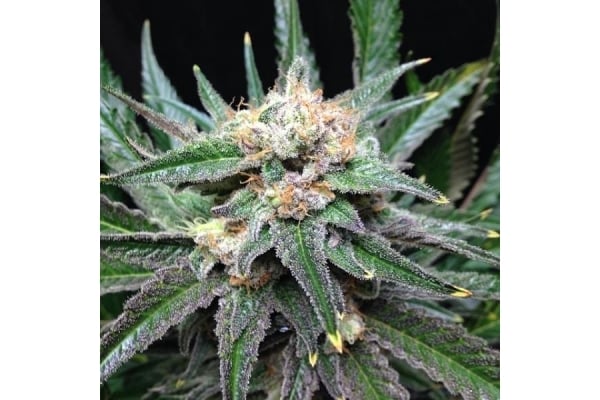 Critical (Royal Queen Seeds) femminizzata