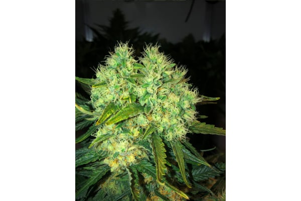 Critical (Royal Queen Seeds) femminizzata