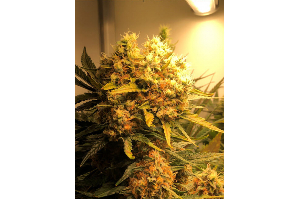 Critical (Royal Queen Seeds) femminizzata