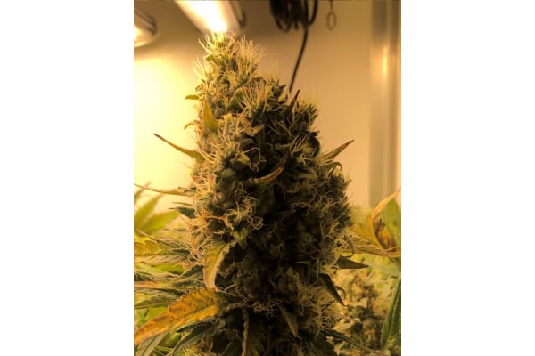 Critical (Royal Queen Seeds) femminizzata