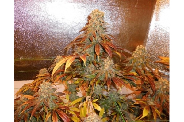 Royal Moby (Royal Queen Seeds) femminizzata Royal Moby (Royal Queen Seeds) femminizzata