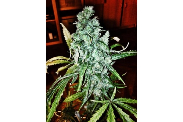 Royal Moby (Royal Queen Seeds) femminizzata Royal Moby (Royal Queen Seeds) femminizzata