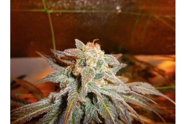 Royal Moby (Royal Queen Seeds) femminizzata Royal Moby (Royal Queen Seeds) femminizzata