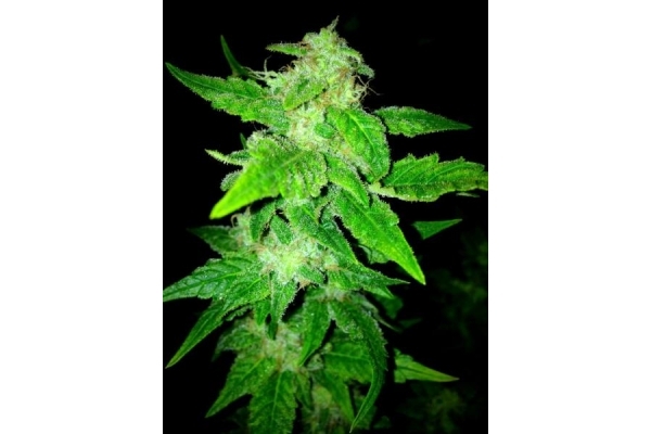 OG Kush (Royal Queen Seeds) femminizzata OG Kush (Royal Queen Seeds) femminizzata