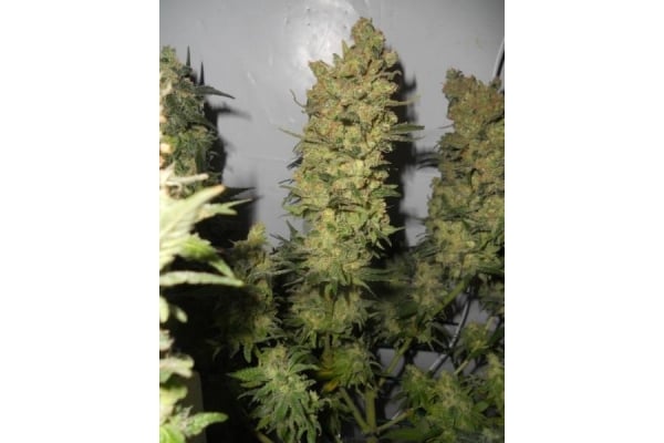 OG Kush (Royal Queen Seeds) femminizzata OG Kush (Royal Queen Seeds) femminizzata
