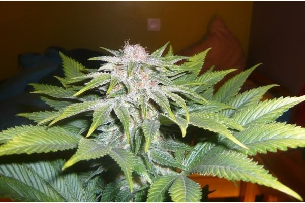 OG Kush (Royal Queen Seeds) femminizzata OG Kush (Royal Queen Seeds) femminizzata