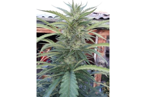 OG Kush (Royal Queen Seeds) femminizzata OG Kush (Royal Queen Seeds) femminizzata