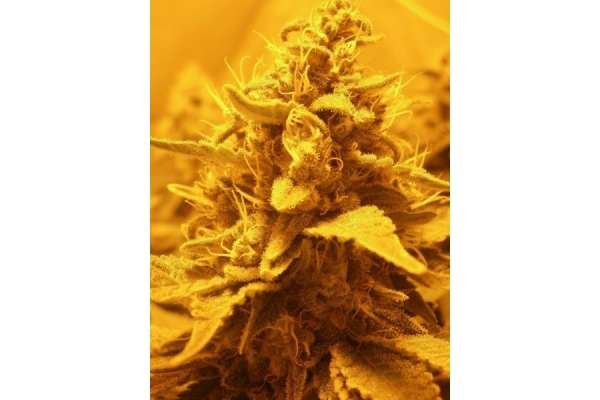 OG Kush (Royal Queen Seeds) femminizzata OG Kush (Royal Queen Seeds) femminizzata