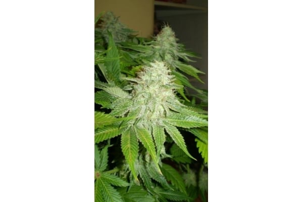 OG Kush (Royal Queen Seeds) femminizzata