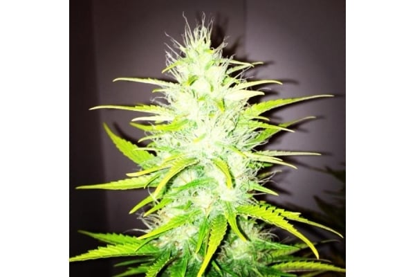 Royal Dwarf Auto (Royal Queen Seeds) femminizzata