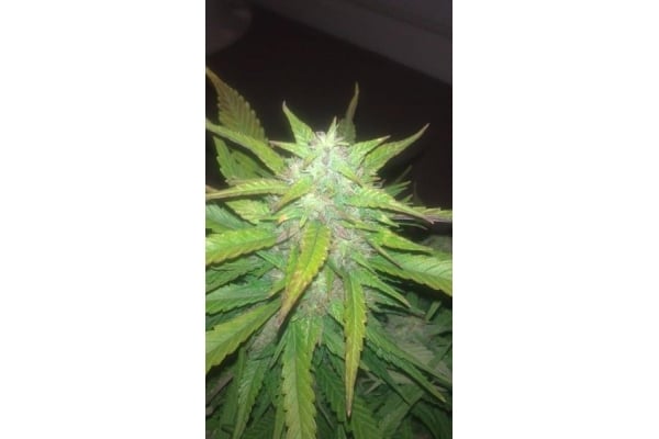 Royal Dwarf Auto (Royal Queen Seeds) femminizzata