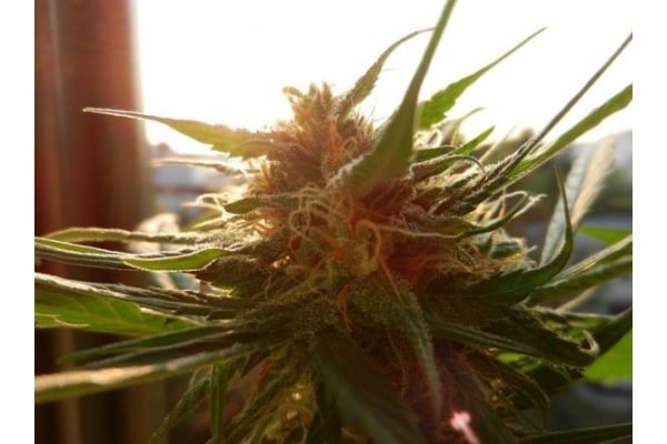 Royal Dwarf Auto (Royal Queen Seeds) femminizzata