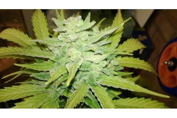 Royal Dwarf Auto (Royal Queen Seeds) femminizzata