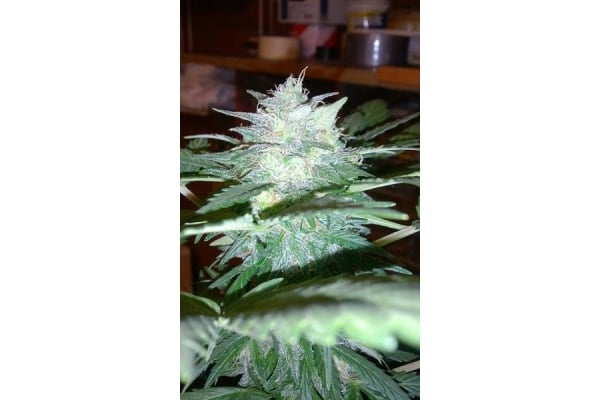 Royal Dwarf Auto (Royal Queen Seeds) femminizzata