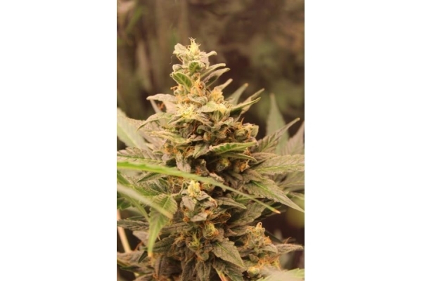 Easy Bud Auto (Royal Queen Seeds) femminizzata Easy Bud Auto (Royal Queen Seeds) femminizzata
